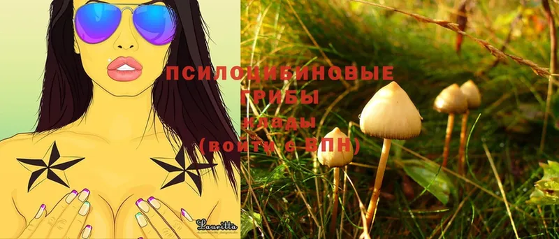 Псилоцибиновые грибы Cubensis  mega ССЫЛКА  Северодвинск 